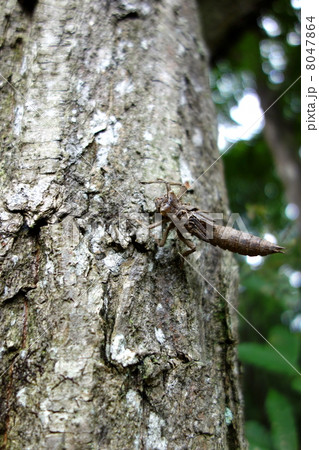 オニヤンマの脱殻 オニヤンマの脱殻 8047864