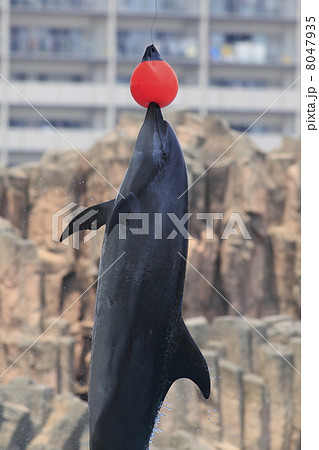 イルカショー２ 8047935