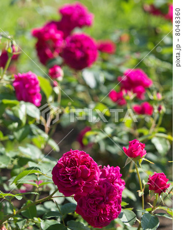 ウィリアム・シェークスピア2000 8048360