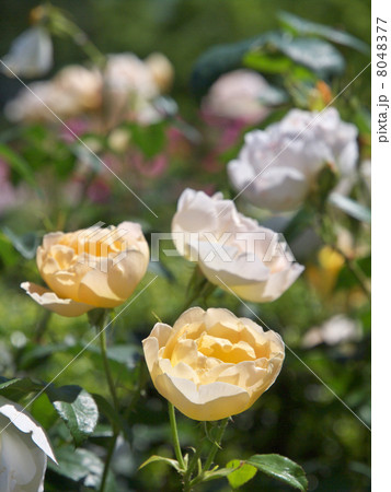 コントゥ・ドゥ・シャンパーニュ コントゥ・ドゥ・シャンパーニュ 8048377