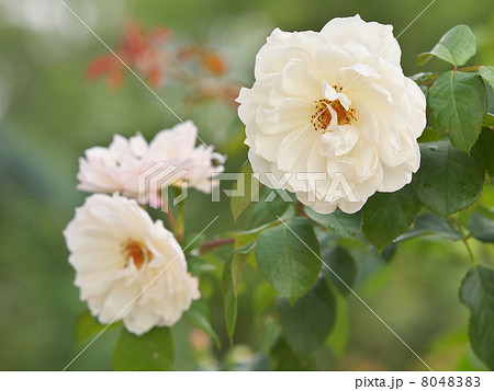 ザ・ジェネラス・ガーデナー 8048383