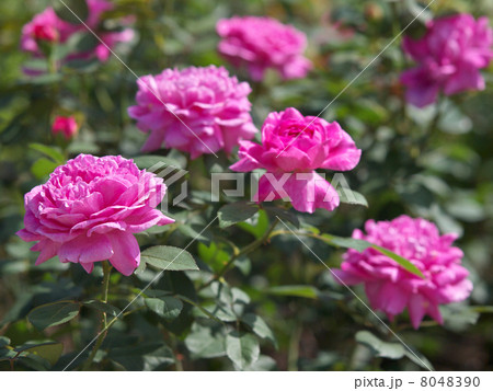 ノーブル・アントニー 8048390