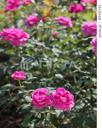 ノーブル・アントニー 8048391