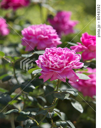 ノーブル・アントニー 8048392