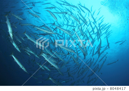 ブラックフィンバラクーダの群れ 8048417