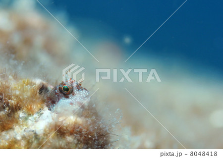 マツバギンポ マツバギンポ 8048418