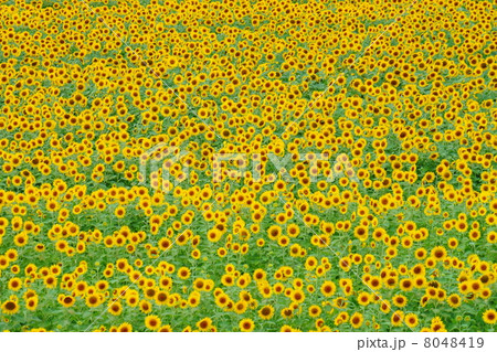 一面のひまわり畑 一面のひまわり畑 8048419