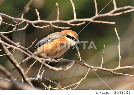 獲物を狙うモズ 8048532