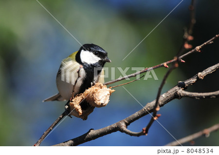 エサを啄むシジュウカラ 8048534
