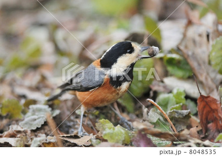 木の実を咥えるヤマガラ 8048535