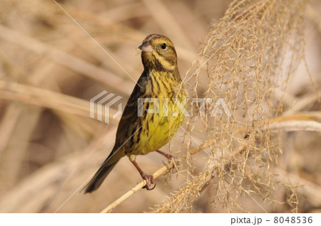 ススキの穂を啄むアオジ 8048536