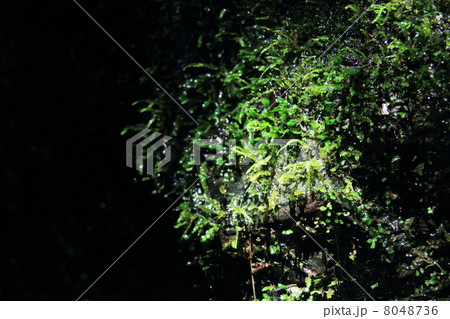 湧き水に打たれる草 8048736