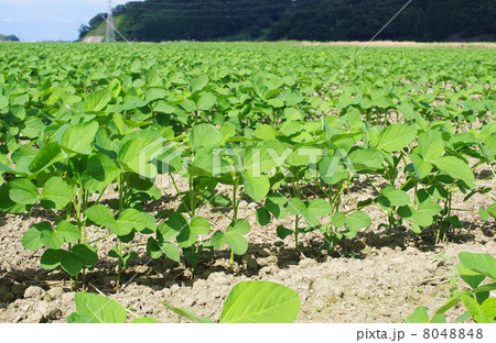 成長する大豆畑 8048848