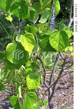 ハナズオウの葉 ハナズオウの葉 8048872