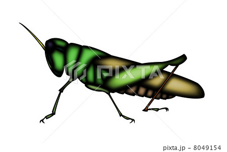 トノサマバッタ 8049154