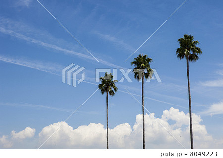 南国イメージ 8049223