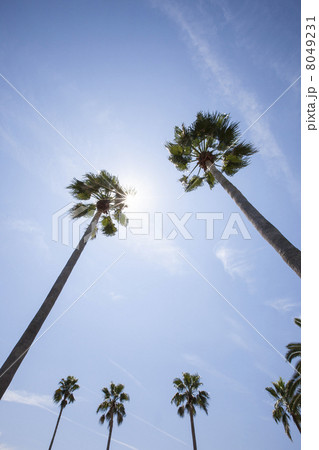 ヤシの木と太陽 8049231