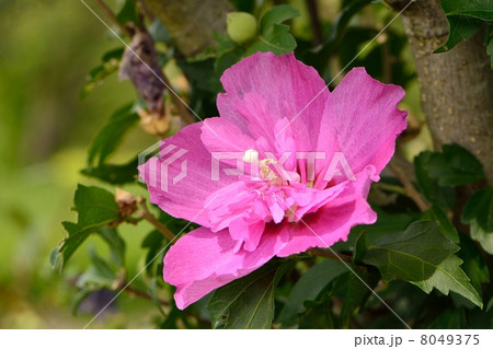 八重咲きの木槿の花のクローズアップ 八重咲きの木槿の花のクローズアップ 8049375