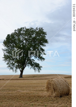 麦稈ロールと哲学の木 8049431