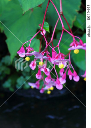 しゅうかいどうの咲くせせらぎ 8049443