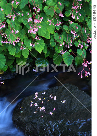 しゅうかいどうの咲くせせらぎ 8049448