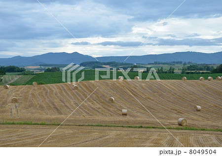 新栄の丘、麦稈ロール 8049504