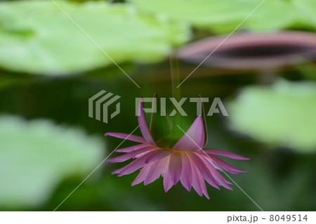 逆さ睡蓮 8049514