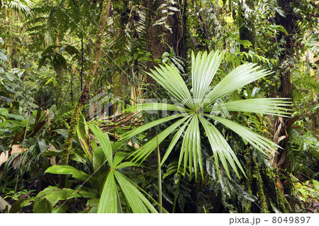 Interior of riverine rainforest beside Rio Yasuni, Ecuador with a palm leaf in foreground Interior of riverine rainforest beside Rio Yasuni, Ecuador with a palm leaf in foreground 8049897