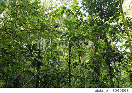 Interior of tropical rainforest in Yasuni National Park, Ecuador Interior of tropical rainforest in Yasuni National Park, Ecuador 8049898