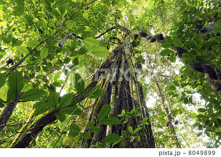 Lianas dangling from the rainforest canopy in Yasuni National Park, Ecuador 8049899