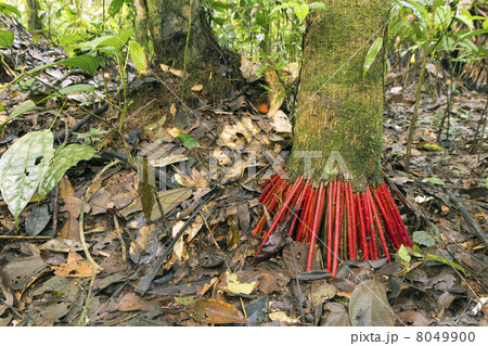 Bright red roots of the Euterpe palm in tropical rainforest, Ecuador Bright red roots of the Euterpe palm in tropical rainforest, Ecuador 8049900
