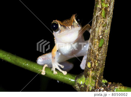Librarian Treefrog (Pristimantis librarius) looking at the camera in the rainforest understory, Ecua 8050002
