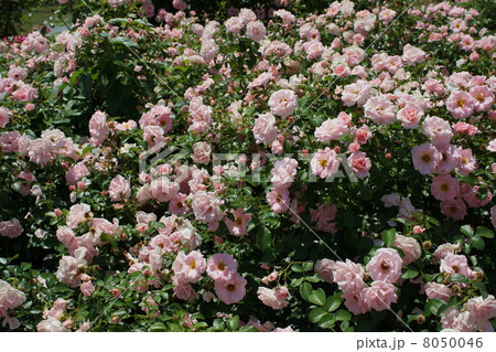 さかき千曲川バラ公園 8050046