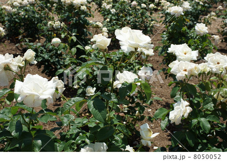 さかき千曲川バラ公園 8050052