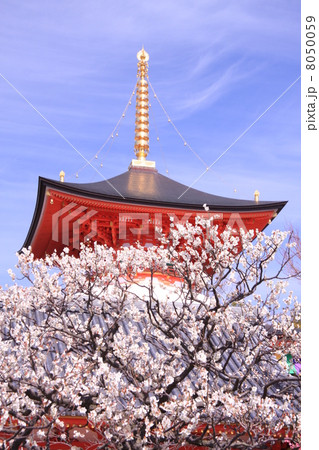 中山寺(宝塚)大願塔に咲く梅 中山寺(宝塚)大願塔に咲く梅 8050059