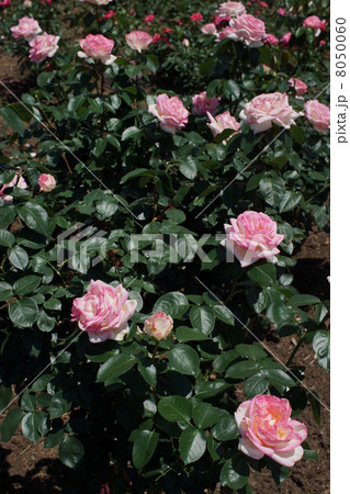 さかき千曲川バラ公園 8050060