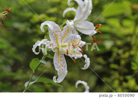 ヤマユリ ヤマユリ 8050090