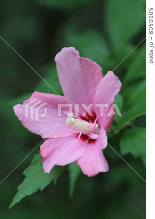 木槿 角倉花笠 木槿 角倉花笠 8050105