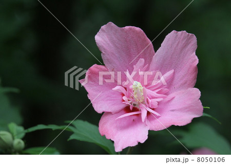 木槿　角倉花笠 8050106