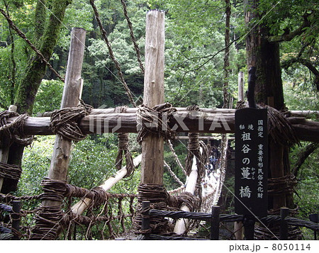 祖谷の蔓橋 8050114