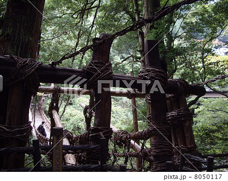 祖谷の蔓橋 8050117