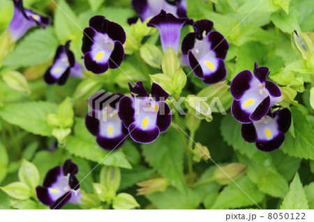 トレニア　カウアイ・ディープブルー 8050122