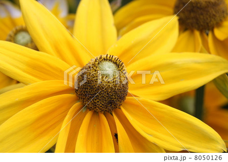 ルドベキア・プレーリーサン 8050126