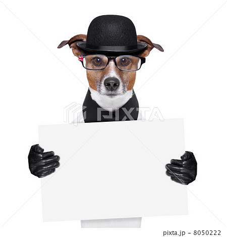 british dog  banner 8050222