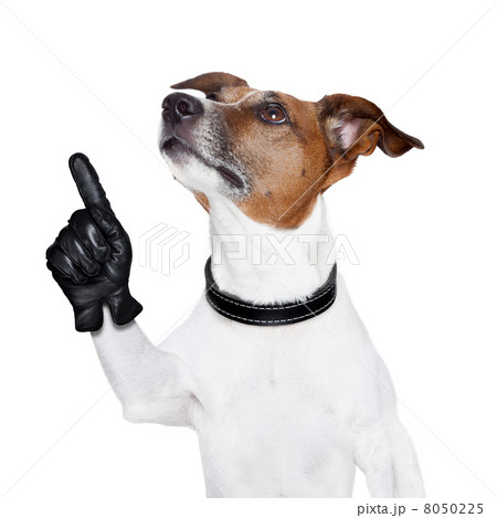 dog looking up and pointing dog looking up and pointing 8050225
