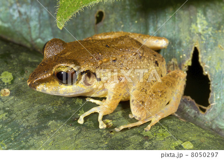 Malkins Rain Frog (Pristimantis malkini) 8050297