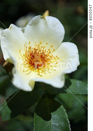 さかき千曲川バラ公園 8050347