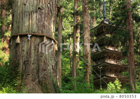 羽黒山　爺杉と五重塔 8050353
