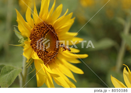 ひまわりとハチ 8050386