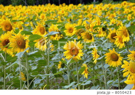 彩香の里、ひまわり畑 彩香の里、ひまわり畑 8050423